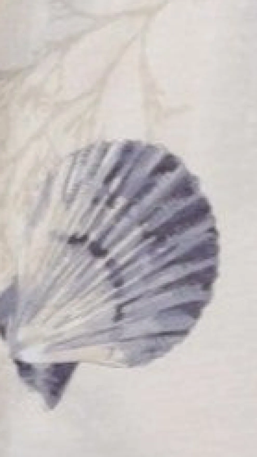 Candelaria Button Up Shirt and Shorts Set - Shell Print